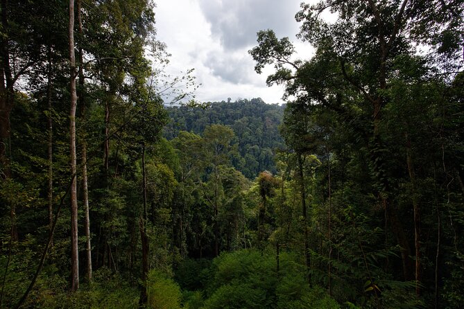 3-Day Bukit Lawang Tour Including 1-Day Ethical Jungle Trekking - Day 2: Six to seven hours in Gunung Leuser