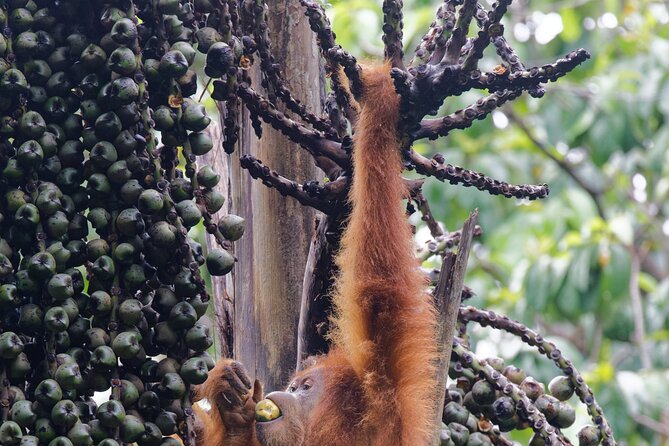 3-Day Bukit Lawang Tour Including 1-Day Ethical Jungle Trekking - Day 3: Back to Medan with optional city sights