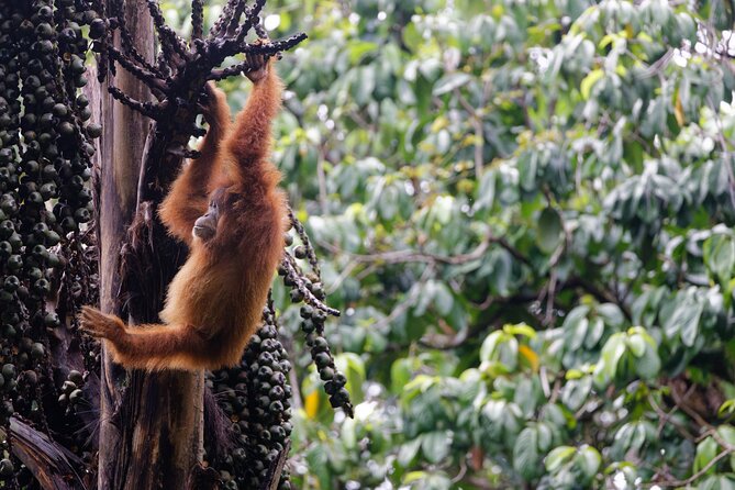 3-Day Bukit Lawang Tour Including 1-Day Ethical Jungle Trekking - What is included, and what is not
