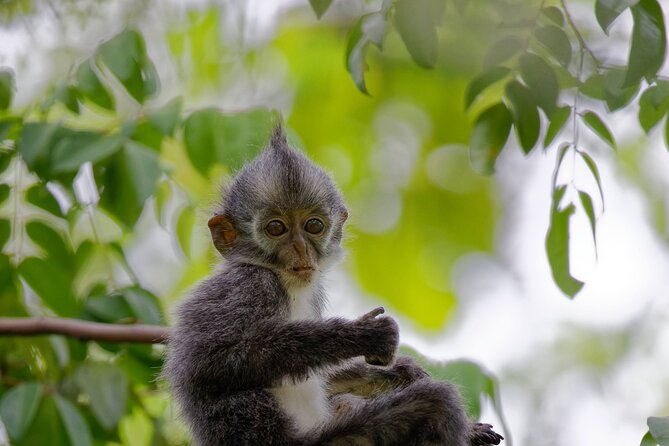 3-Day Bukit Lawang Tour Including 1-Day Ethical Jungle Trekking - Who will get the most from this trip