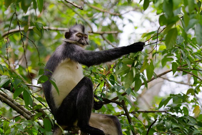 3-Day Bukit Lawang Tour Including 1-Day Ethical Jungle Trekking - Day 1: Finding your feet in Bukit Lawang