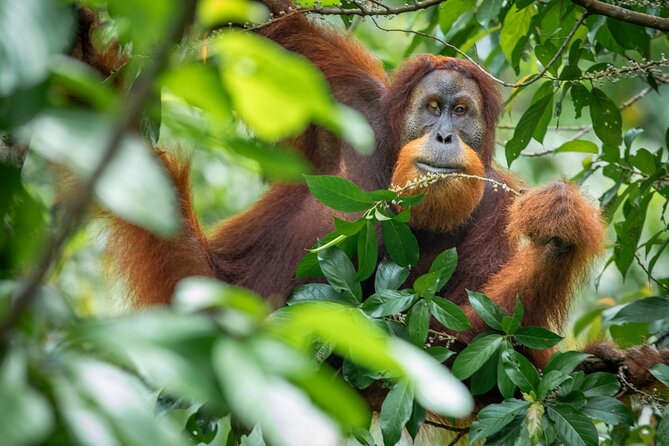 3-Day Ethical Orangutan Jungle Trek | Bukit Lawang, Sumatra - What the first morning feels like