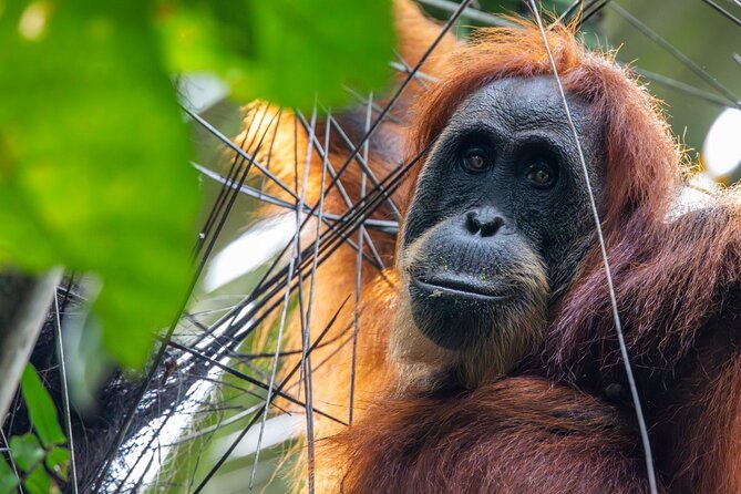 3-Day Ethical Orangutan Jungle Trek | Bukit Lawang, Sumatra - Looking for orangutans without a guarantee