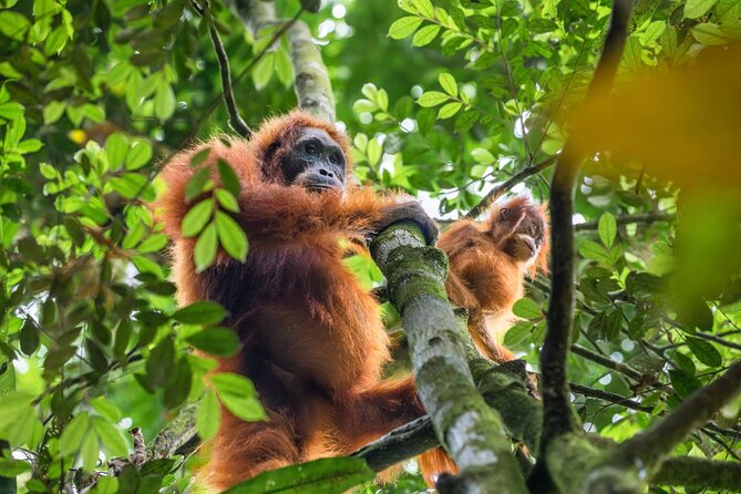 3-Day Ethical Orangutan Jungle Trek | Bukit Lawang, Sumatra - Practical planning for Bukit Lawang