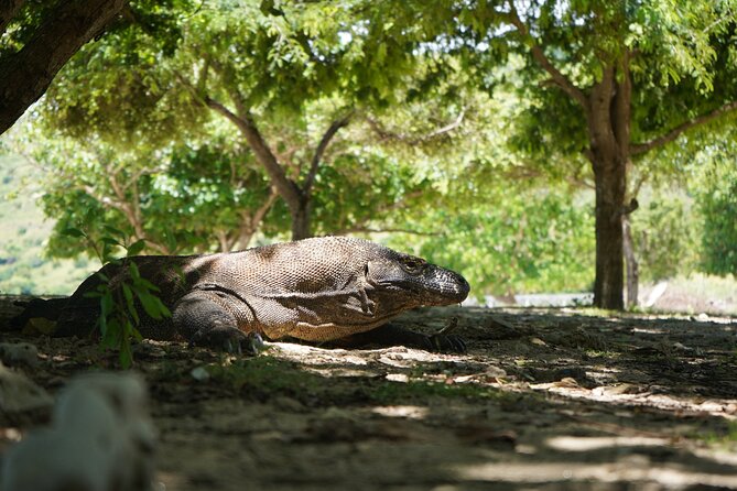 3 Days Deluxe Boat Private Cabin Sailing Trip in Komodo Island - Food, cabin comfort, and life aboard