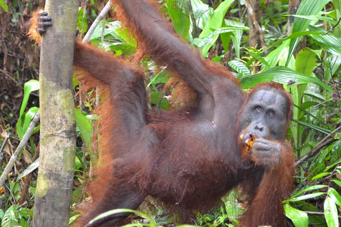 3 Days Deluxe Cabin Houseboat Orangutan Tanjung Puting - Why a Klotok houseboat changes the Tanjung Puting experience