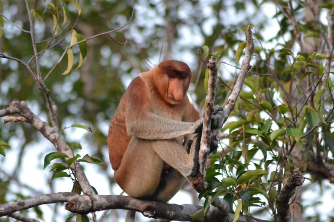 3 Days Deluxe Cabin Houseboat Orangutan Tanjung Puting - Day one: from Pangkalan Bun to the first orangutan site