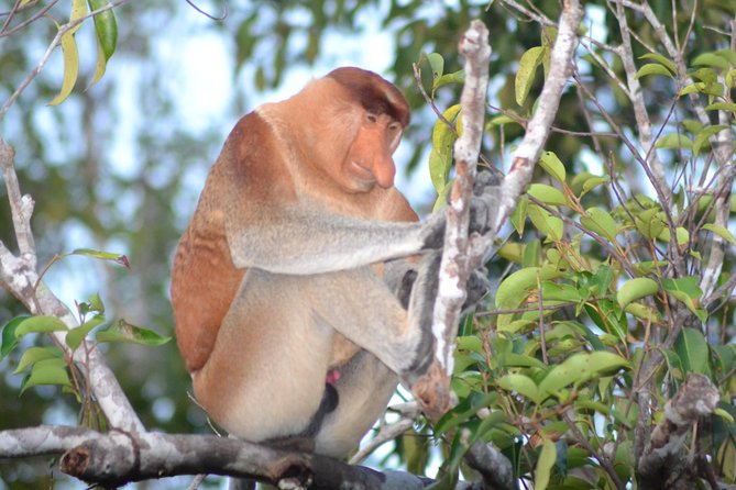 3 Days Deluxe Cabin Houseboat Orangutan Tanjung Puting - Day two: Camp Leakey and Pondok Tanggui