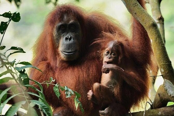 3 Days Orangutan Sumatra Jungle Trekking with Rafting - Three days beyond the Bukit Lawang trailhead
