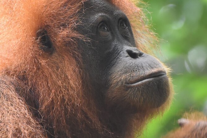 3 Days Orangutan Sumatra Jungle Trekking with Rafting - Wildlife watching without a guarantee