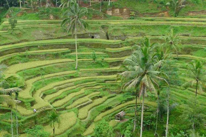3 Days Sightseeing to the Famous Place in Bali - My verdict on the $60.23 package