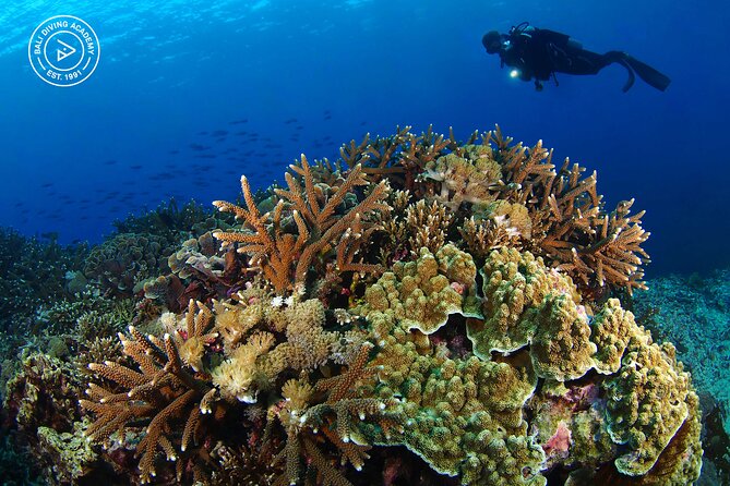 3 Epic Dives in Nusa Penida - Certified Divers' Day Trip - What the guides add to the day