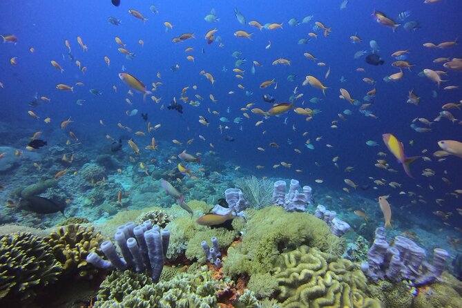 3 Epic Dives in Nusa Penida - Certified Divers' Day Trip - Three underwater sessions around Nusa Penida