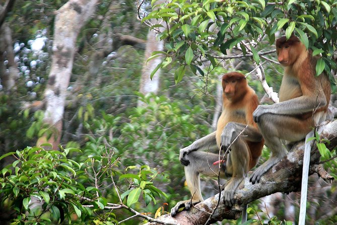 3ns Private Orangutan and Bornean Primates Kelotok Tour - Day 4: A final wildlife cruise to Kumai
