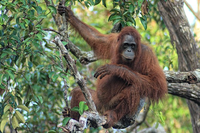3ns Private Orangutan and Bornean Primates Kelotok Tour - What the boat experience is really like