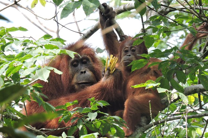 4 Day Jungle Adventure including 2 day trek - Day two: five to six hours into Gunung Leuser