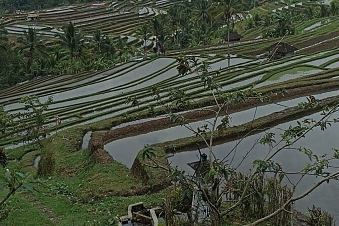 4-Hour Private Tour in Jatiluwih Terraces and Butterfly Park - Resting at Penatahan Hot Spring