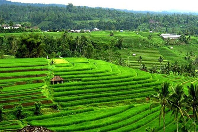 4-Hour Private Tour in Jatiluwih Terraces and Butterfly Park - Timing, weather, and cancellation details