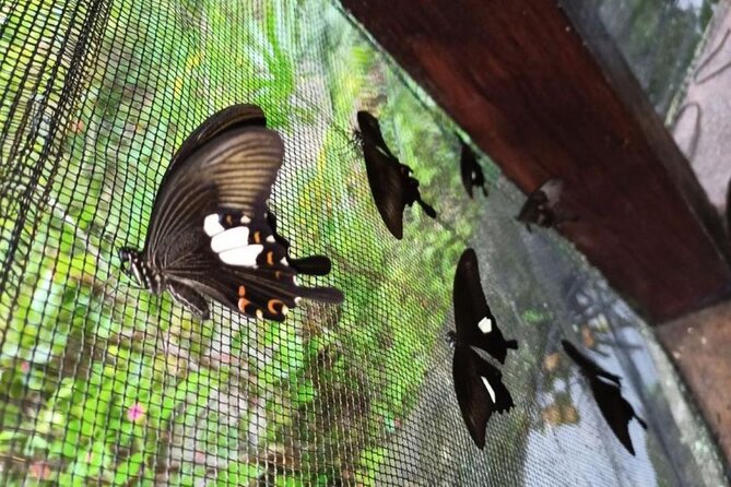 4-Hour Private Tour in Jatiluwih Terraces and Butterfly Park - Seeing the Jatiluwih rice terraces