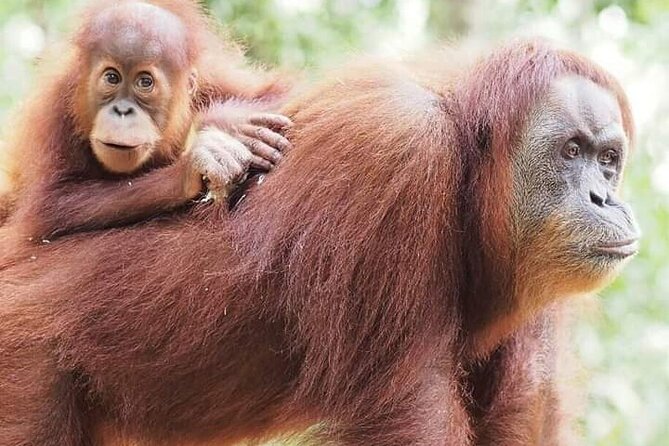 5 Day's 4 Night's jungle Tour trekking in Bukit Lawang - Key things to know before you book