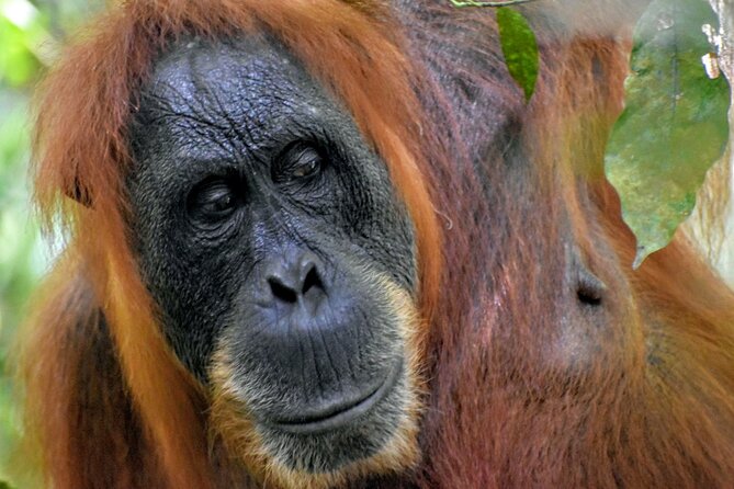 5 Days North Sumatra Adventure : Bukit Lawang & Mount Sibayak - From Medan to Bukit Lawang by road