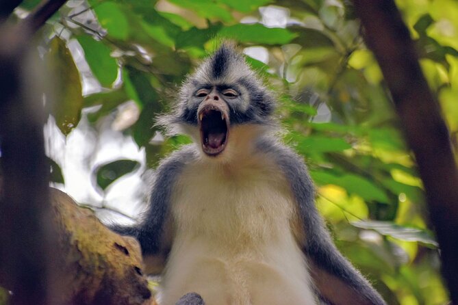 5 Days North Sumatra Adventure : Bukit Lawang & Mount Sibayak - The second jungle morning and river tubing