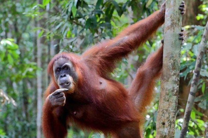 5 Days North Sumatra Adventure : Bukit Lawang & Mount Sibayak - The four-hour transfer to Berastagi