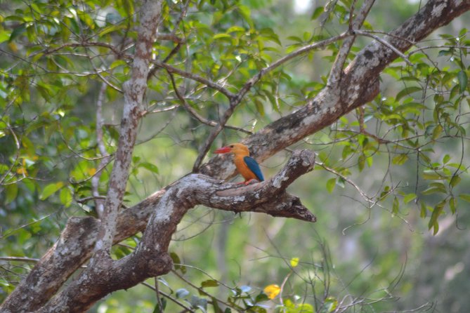 5 Days Truly Orangutan Wildlife Jungle Trail - Day three: a 9-kilometer walk into lowland forest