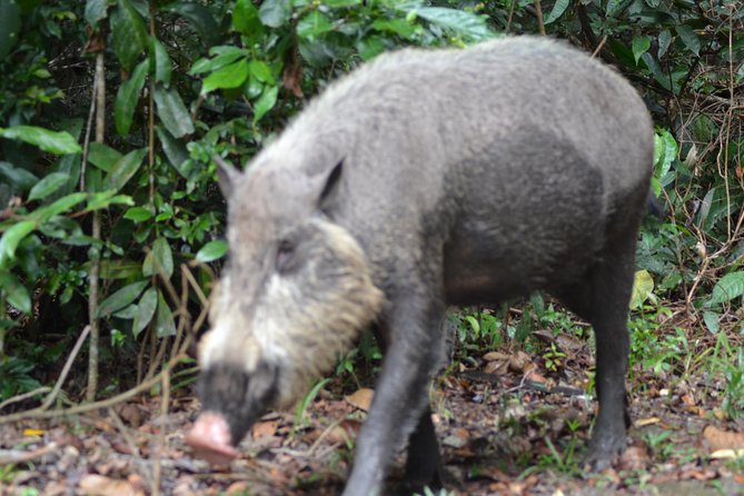 5 Days Truly Orangutan Wildlife Jungle Trail - Day four: Pesalat, village life, and fireflies