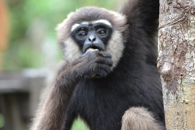 5 Days Truly Orangutan Wildlife Jungle Trail - What the $800 price really covers