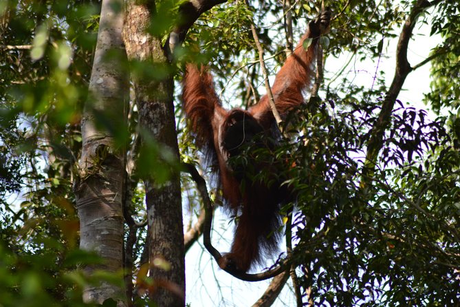 5 Days Truly Orangutan Wildlife Jungle Trail - The crew, food, and daily comfort