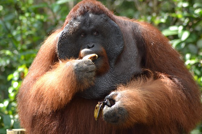 5 Days Truly Orangutan Wildlife Jungle Trail - Day two: Pondok Tanggui and the route to Camp Leakey