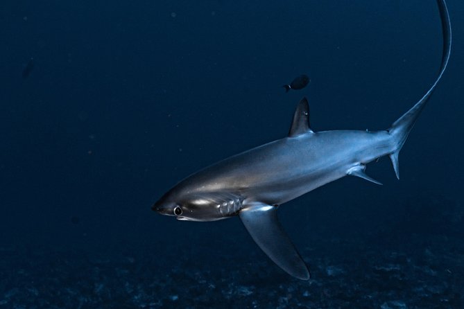 5 Fun Dives in Nusa Lembongan (for certified divers) - Swim with a Mola Mola - What you are really buying for $256.11