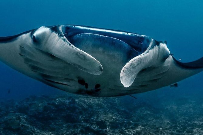 5 Fun Dives in Nusa Lembongan (for certified divers) - Swim with a Mola Mola - Mangrove Point shows a different side of Lembongan