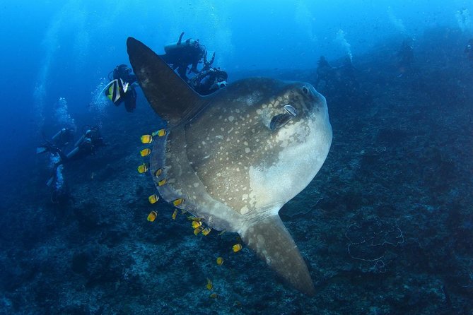 5 Fun Dives in Nusa Lembongan (for certified divers) - Swim with a Mola Mola - Toyapakeh adds Penida variety