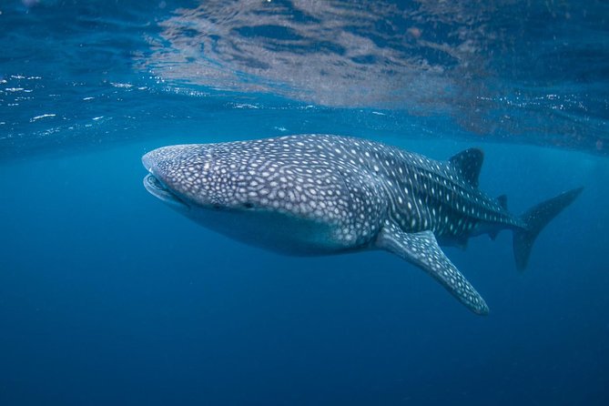 5 Fun Dives in Nusa Lembongan (for certified divers) - Swim with a Mola Mola - Jungut Batu Beach keeps the final stop close to home
