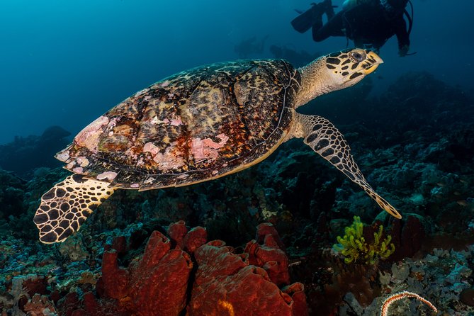 5 Fun Dives in Pemuteran (for certified divers) - Exploration in Menjangan Park - The van ride and wooden boat to Menjangan
