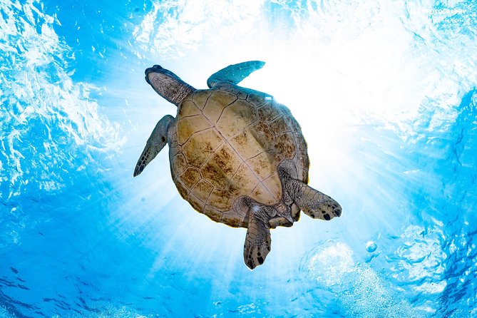 5 Fun Dives in Pemuteran (for certified divers) - Exploration in Menjangan Park - The island break between two sessions