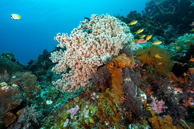 5 Fun Dives in Pemuteran (for certified divers) - Exploration in Menjangan Park - Certification, refresher sessions, and fitness