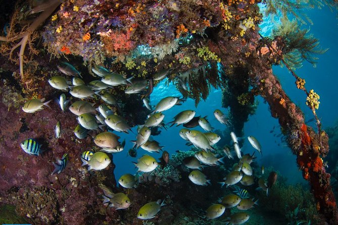 5 Fun Dives in Tulamben (for certified divers) - Discover famous diving sites - Gear, Showers, and a Simple Base