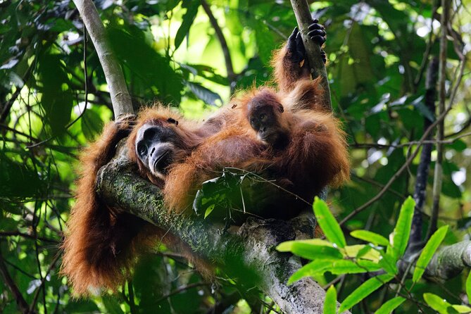 6 Days Bukit Lawang - Berastagi Tour (2D1N Jungle Treking + Sunrise Hiking) - Key points to know before you book
