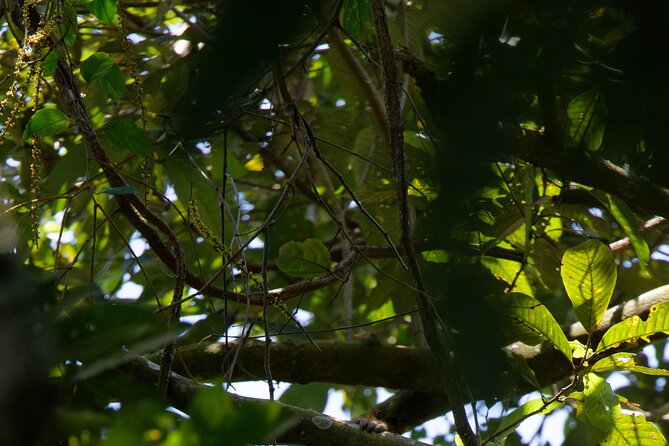 6 Days Bukit Lawang - Berastagi Tour (2D1N Jungle Treking + Sunrise Hiking) - Day 3: Return by river tube, then the bat cave