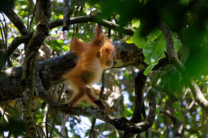 6 Days Bukit Lawang - Berastagi Tour (2D1N Jungle Treking + Sunrise Hiking) - Day 6: Back to Medan and the airport