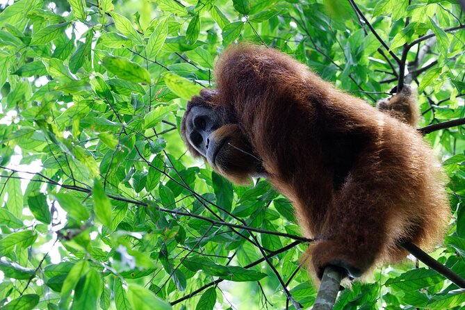 7 Days 6 Nights North Sumatra Tour (Bukit Lawang-Berastagi-Lake Toba) - Key points at a glance