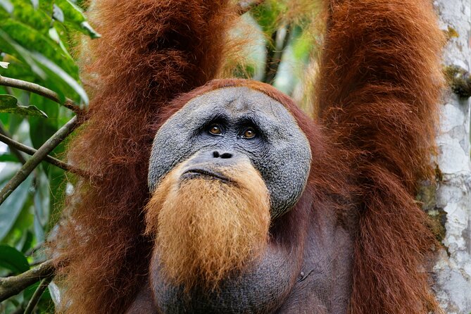 7 Days 6 Nights North Sumatra Tour (Bukit Lawang-Berastagi-Lake Toba) - Why this North Sumatra route works