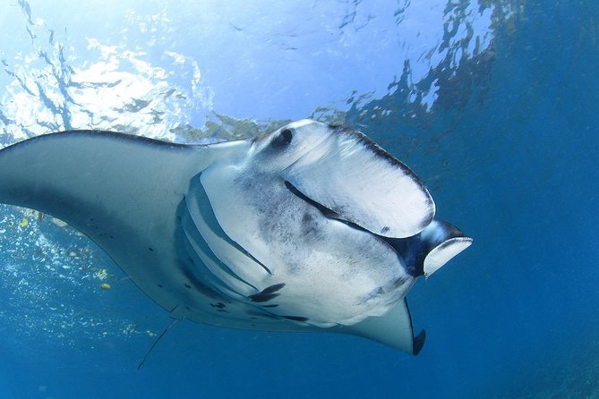 7 Fun Dives in Nusa Lembongan (for certified divers) - Premium Value Package - Seven underwater sessions around Nusa Lembongan