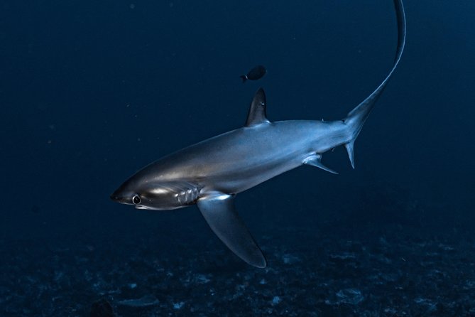 7 Fun Dives in Nusa Lembongan (for certified divers) - Premium Value Package - Toyapakeh and Jungut Batu Beach
