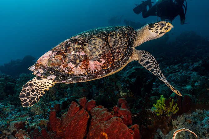 7 Fun Dives in Pemuteran (for certified divers) - Exploration in Menjangan Park - Seven sessions give you room to explore