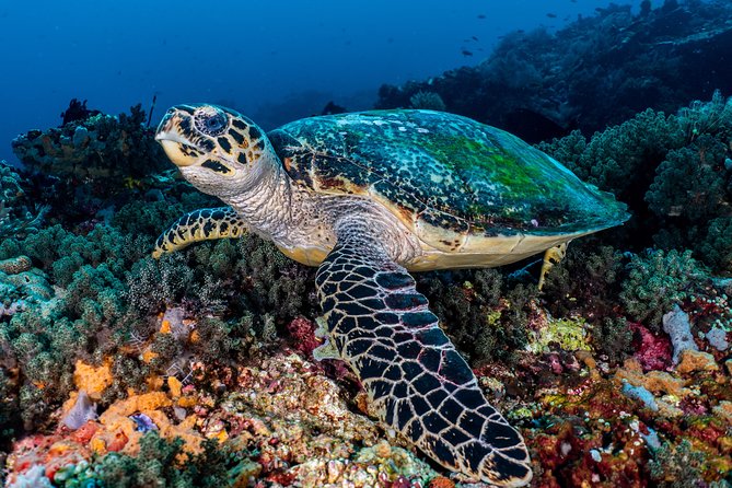 7 Fun Dives in Pemuteran (for certified divers) - Exploration in Menjangan Park - What the guides add to the experience