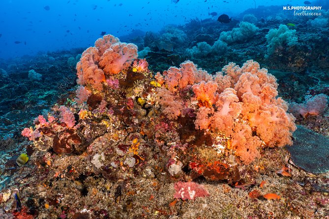 7 Fun Dives in Pemuteran (for certified divers) - Exploration in Menjangan Park - Equipment and center facilities